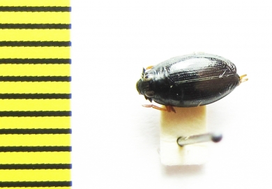 Gyrinus marinus  Belorussia - INSECTS-STORE.RU