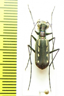 Calochroa discrepans  Sri Lanka - INSECTS-STORE.RU