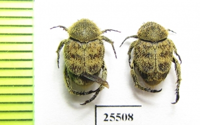Hopliini sp.  South Africa Rep. - INSECTS-STORE.RU