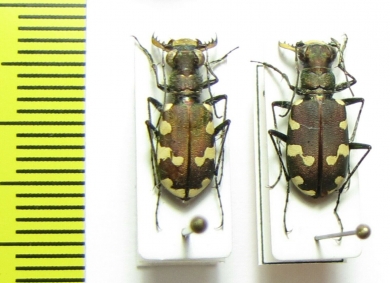 Cicindela transbaicalica  Russia, Far East - INSECTS-STORE.RU