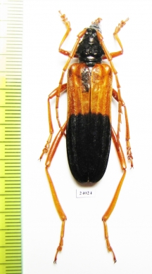 Schmidtiana violaceothoracica, female  Laos - INSECTS-STORE.RU