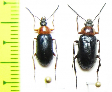 Heliotaurus ruficollis  Tunis - INSECTS-STORE.RU