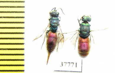 Chrysididae sp.  Russia, Moscow reg. - INSECTS-STORE.RU