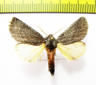 Sarimarais sp.  Namibia - INSECTS-STORE.RU