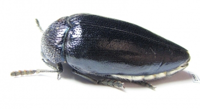 Sternocera orissa ssp.  Angola - INSECTS-STORE.RU