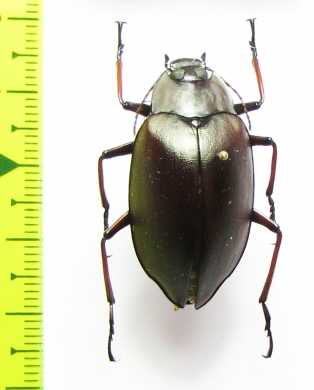 Cyphaleus imperialis  Australia - INSECTS-STORE.RU