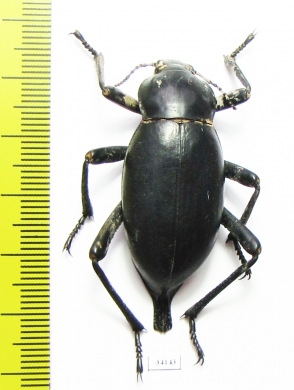 Blaps faustii, male  Uzbekistan - INSECTS-STORE.RU