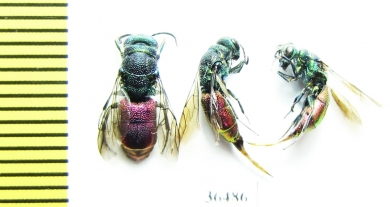 Chrysididae sp.  Russia, Tver reg. - INSECTS-STORE.RU