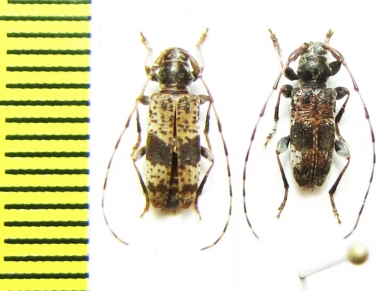 Rhopaloscelis unifasciatus, pair  Russia, Far East - INSECTS-STORE.RU