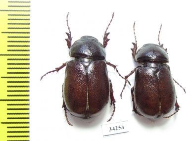 Melolonthinae sp.  Ethiopia - INSECTS-STORE.RU