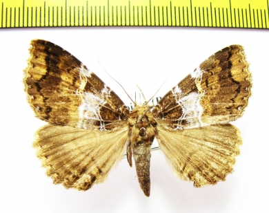 Sypnoides picta  Russia, Far East - INSECTS-STORE.RU