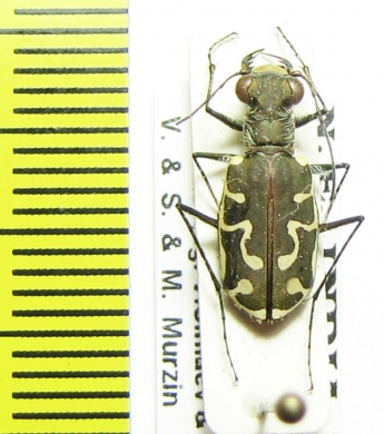 Cicindelinae sp.  India - INSECTS-STORE.RU