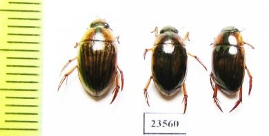 Hydrophilidae sp.  Peru - INSECTS-STORE.RU