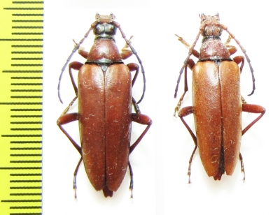 Macroleptura thoracica  Russia, Far East - INSECTS-STORE.RU