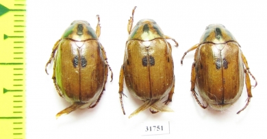 Rutelinae sp.  Nepal - INSECTS-STORE.RU