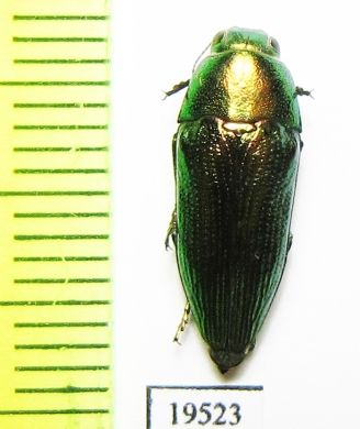 Sphenoptera scovitzi  Tajikistan - INSECTS-STORE.RU