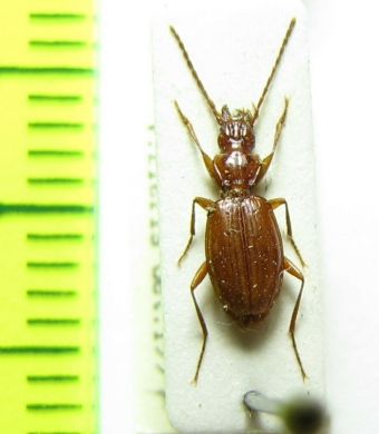Duvalius subterraneus  Ukraina - INSECTS-STORE.RU