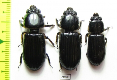 Passalidae sp.  Panama - INSECTS-STORE.RU