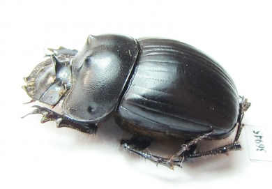 Catharsius sp.  Zambia - INSECTS-STORE.RU