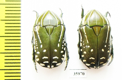 Rhabdotis sp.  Tanzania - INSECTS-STORE.RU