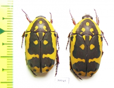 Pachnoda aemula - INSECTS-STORE.RU
