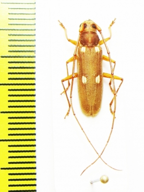 Cerambycidae sp.  Malaysia, Borneo - INSECTS-STORE.RU