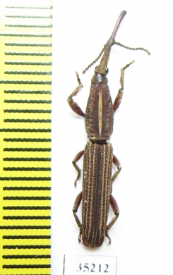 Brentidae sp.  India - INSECTS-STORE.RU