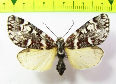 Erebidae sp.  Bolivia - INSECTS-STORE.RU
