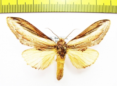 Noctuidae sp.?  Laos - INSECTS-STORE.RU