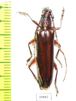 Cerambycidae sp.  Peru - INSECTS-STORE.RU