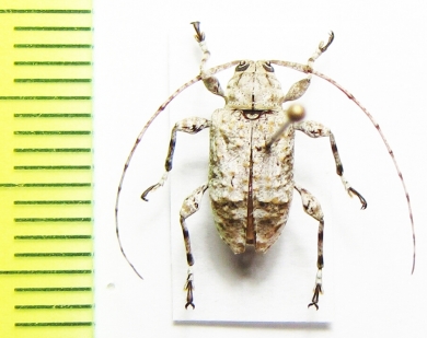 Cerambycidae sp.  Dominican Rep. - INSECTS-STORE.RU
