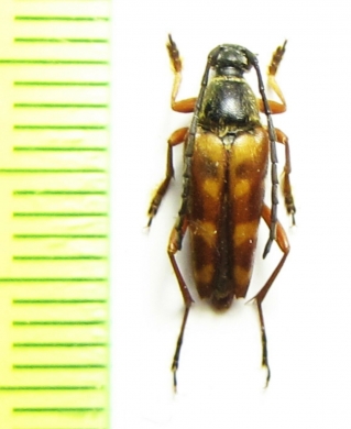 Typocerus velutinus  Canada - INSECTS-STORE.RU
