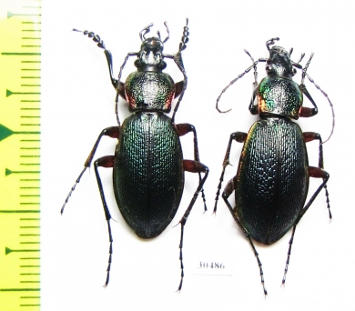 Carabus (Morphocarabus) hummeli tristiculus, pair  Russia, Far East - INSECTS-STORE.RU