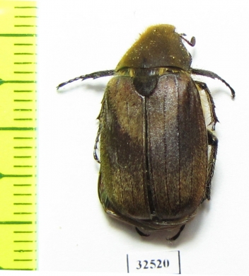 Melolonthinae sp.  China, Guangxi prov. - INSECTS-STORE.RU