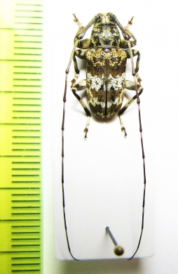 Anancylus socius  Philippines - INSECTS-STORE.RU