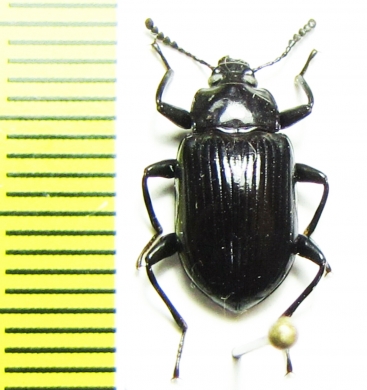 Tenebrionidae sp.  Malaysia, Borneo - INSECTS-STORE.RU