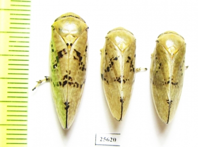 Homoptera sp.  South Africa Rep. - INSECTS-STORE.RU