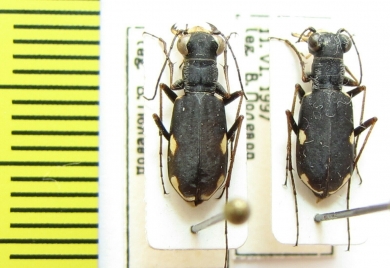 Cylindera ? germanica  Russia, Altai reg. - INSECTS-STORE.RU