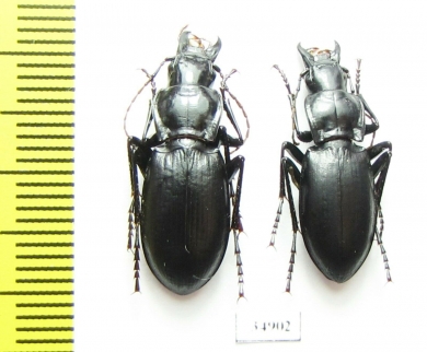 Pseudotaphoxenus dauricus  Russia, Altai reg. - INSECTS-STORE.RU