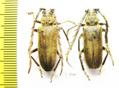 Cerambycidae sp.  South Africa Rep. - INSECTS-STORE.RU