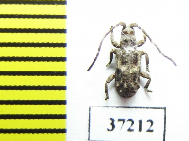 Cerambycidae sp.  South Africa Rep. - INSECTS-STORE.RU