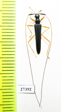 Cerambycidae sp.  Madagascar - INSECTS-STORE.RU