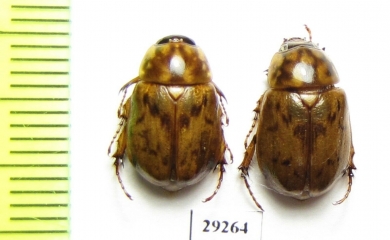 Cyclocephala lunulata  Ecuador - INSECTS-STORE.RU