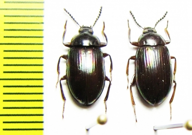 Ceropria induta  Indonesia, Kalimantan - INSECTS-STORE.RU
