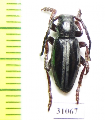 Dorcadion nitidum  Armenia - INSECTS-STORE.RU