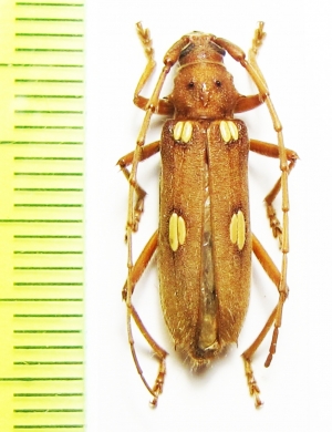 Eburia quadrigeminata  USA - INSECTS-STORE.RU