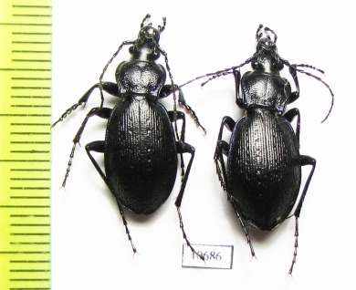 Carabus (Sphodristocarabus) sp., pair  Iran, Gilan prov. - INSECTS-STORE.RU