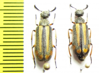 Ceroctis sp.  Namibia - INSECTS-STORE.RU