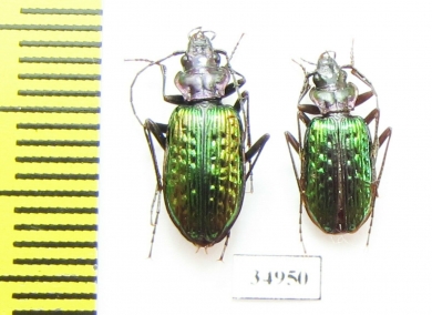 Nebria catenulata, pair  Russia, Khakassia reg. - INSECTS-STORE.RU