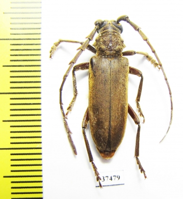 Cerambycidae sp.  South Africa Rep. - INSECTS-STORE.RU